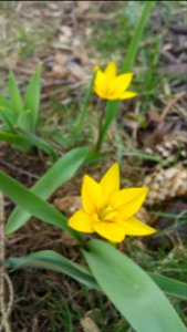 Tulipa turkestanica?