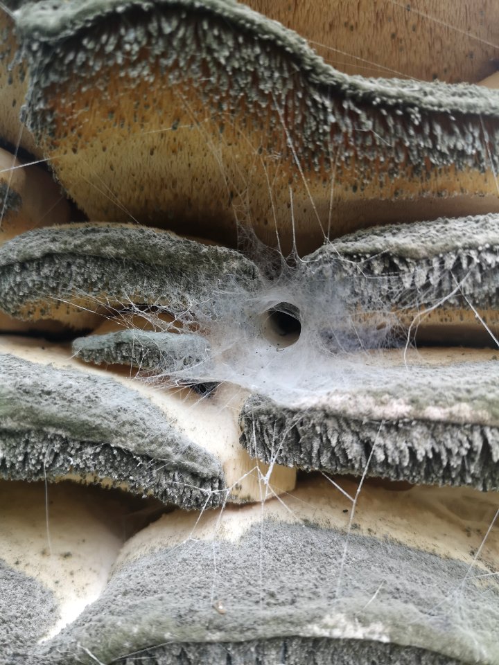 Fungus on maple tree