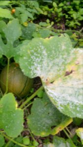 Tatume squash. Leaves less healthy than PMR Success  (which has a little powdery mildew) and Trombocino (ditto), but still better than red kuri