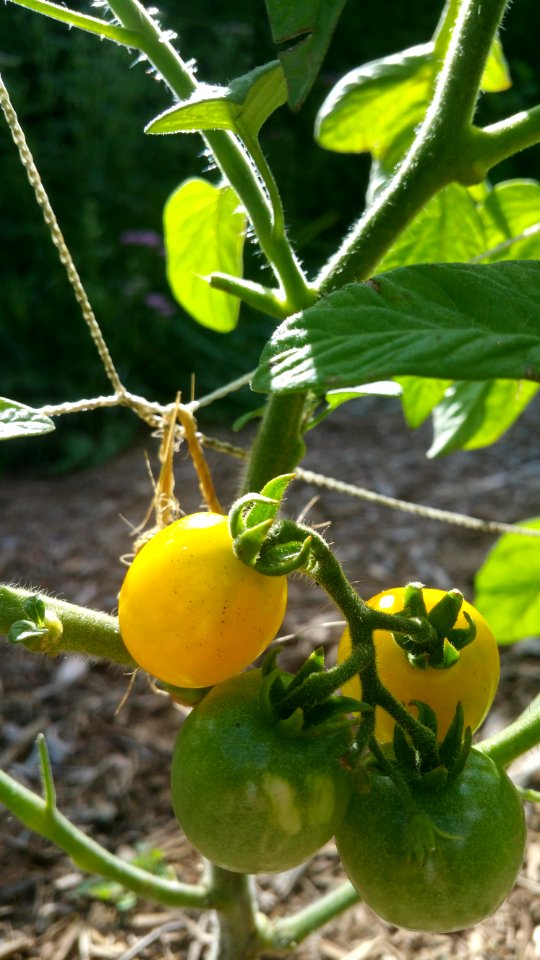 Galina's yellow cherry tomato