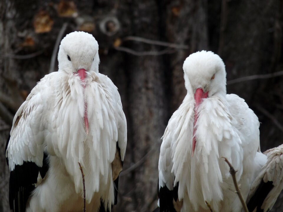 White birds animal