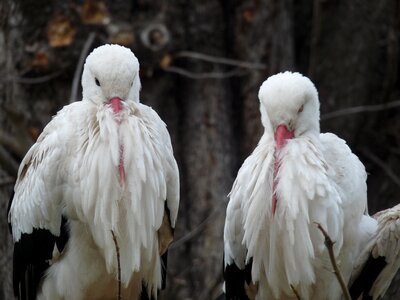White birds animal