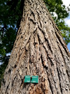 Black walnut (Juglans nigra)