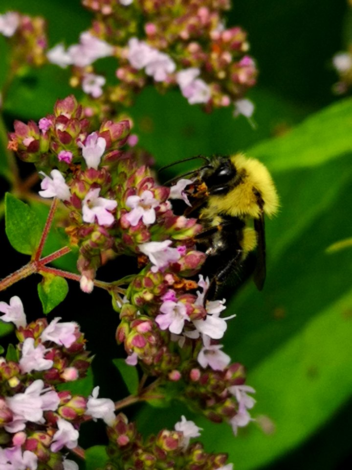 Bumblebee (Bombus sp.) visiting oregano (Origanum vulgare) flowers