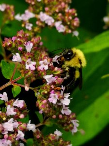 Bumblebee (Bombus sp.) visiting oregano (Origanum vulgare) flowers