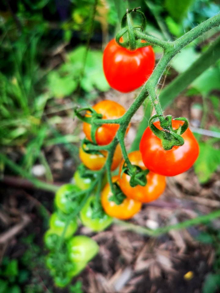 Gardener's Sweetheart tomato, planted late (May 1st). long trusses, some blight