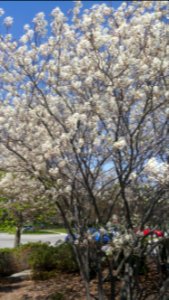 Amelanchier in parking lot photo