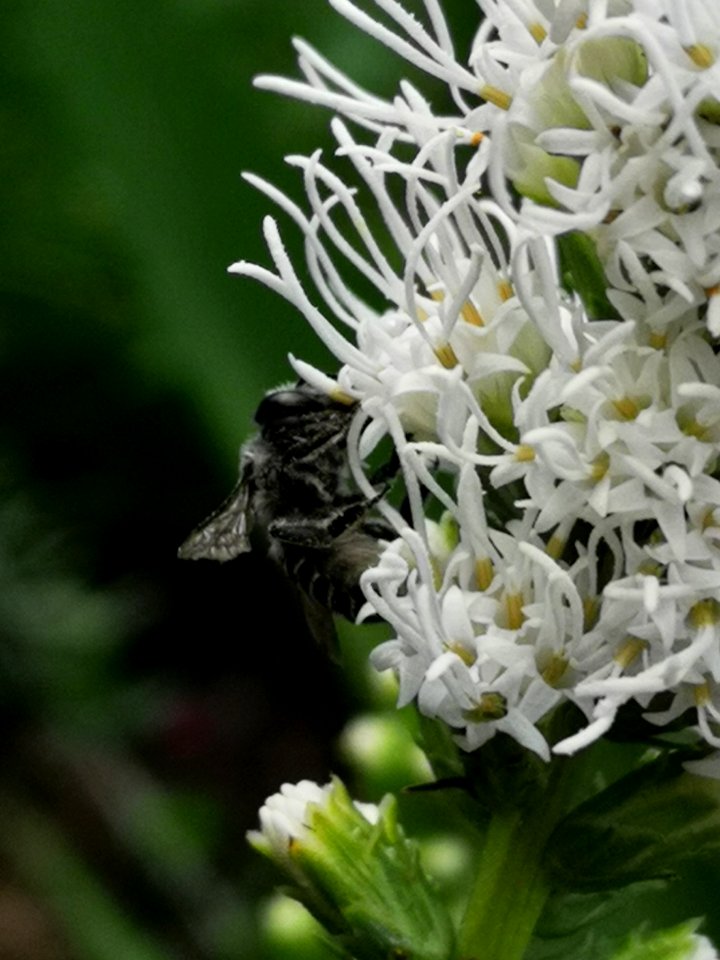 Bee on blazing star (Liatris spicata 'Floristan White') photo