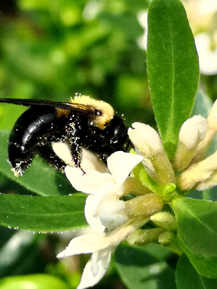 Carpenter bee nectar robbing Daphne (hybrid Eternal Fragrance) flowers, with pollen