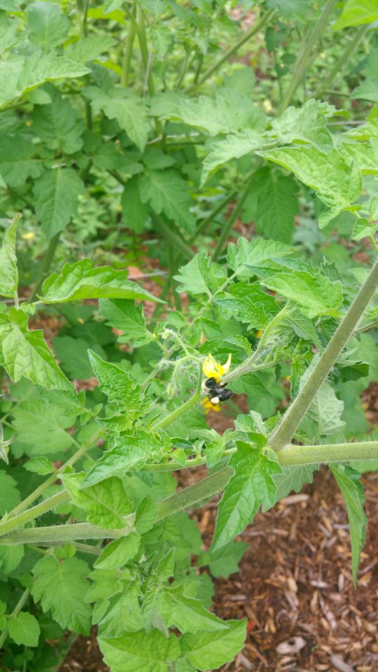 Matt's wild cherry tomato
