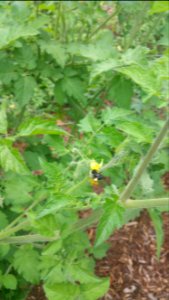 Matt's wild cherry tomato