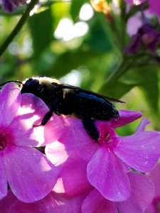 Carpenter bee Xylocopa virginica visiting Phlox paniculata