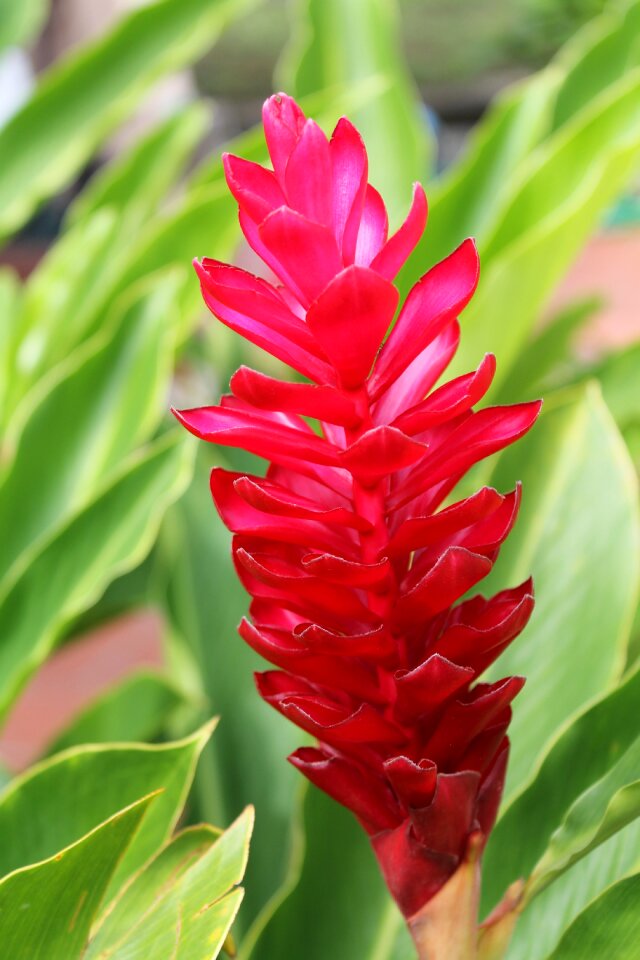 Pink ginger nature