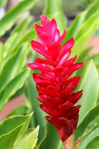 Pink ginger nature