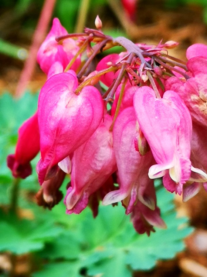 Dicentra eximia 'Luxuriant' blooms for way longer than regular bleeding hearts