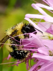 Bumblebee covered in pollen visiting cleome photo