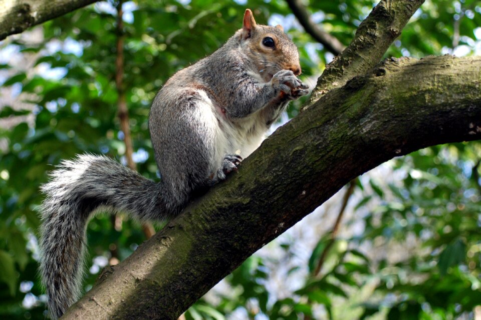 Nature animal rodent