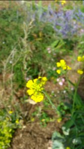 Sweat bee on Brassica juncea