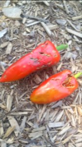 lipstick peppers nibbled