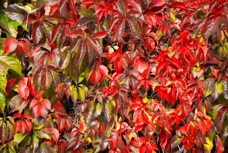 Autumn nature red leaf photo