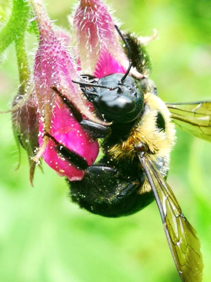Carpenter bee Xylocopa virginica visiting comfrey Symphytum