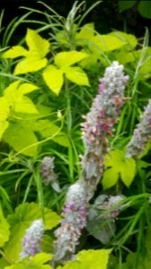 Stachys byzantina Fuzzy Wuzzy, Anaphalis margaritacea, Humulus lupulus Aurea photo