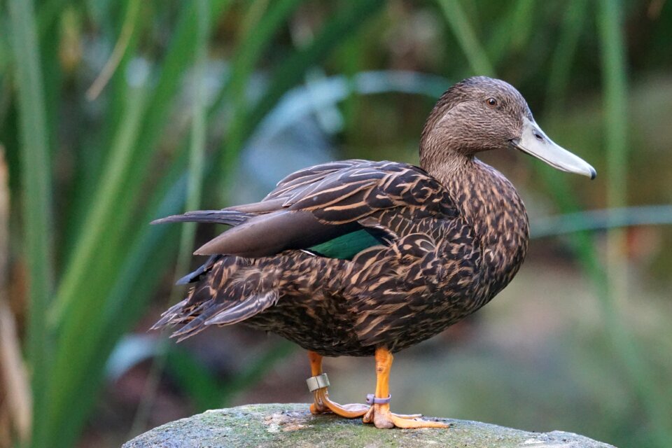 Bird blue-billed duck oxyura-australis