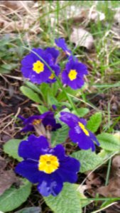 Grocery store primrose