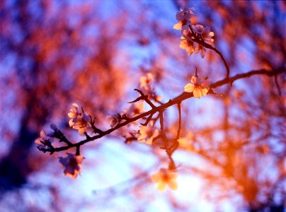 Almond blossom in the sunset photo