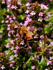 Honeybee visiting thyme (Thymus praecox Nutmeg) flowers