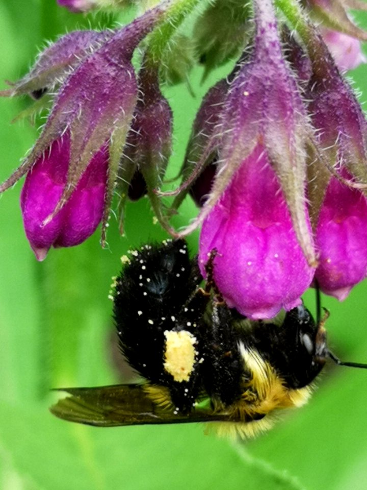 Bumblebee visiting comfrey (Symphytum) flowers