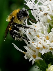 Bumblebee with pollen visiting gayfeather (Liatris spicata 'Floristan White')
