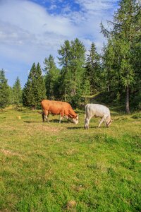 Pasture cattle agriculture photo