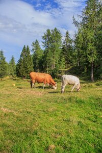 Pasture cattle agriculture