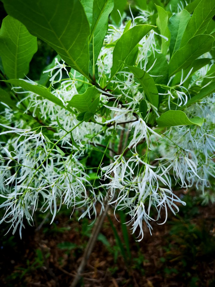 Fringetree (Chionanthus virginicus)