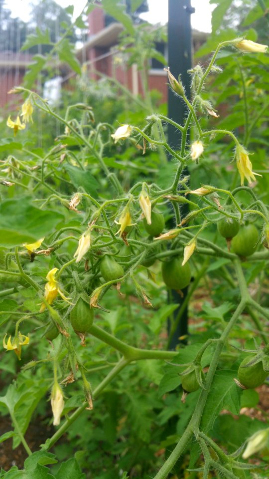 Polen yellow pear tomatoes