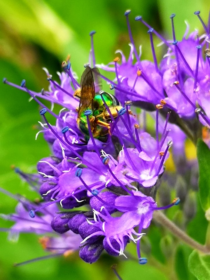 Sweat bee visiting bluebeard Caryopteris Dark Knight
