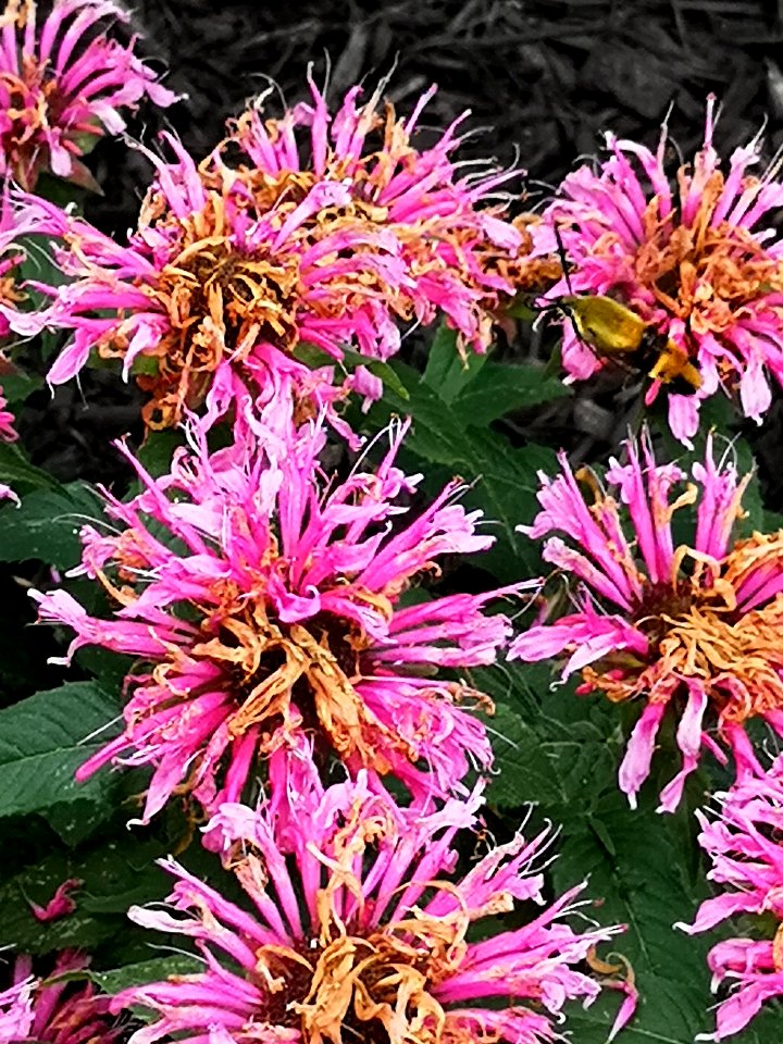 Hemaris diffinis, the snowberry clearwing moth, visiting bee balm Monarda didyma Balmy Pink