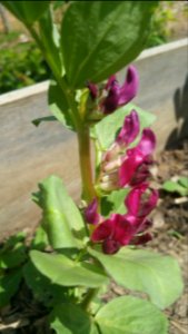 Vicia faba crimson flowered