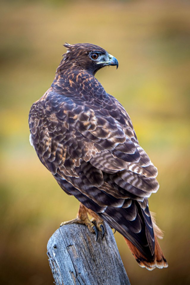 20190911-FS-PJK-01603 TONED