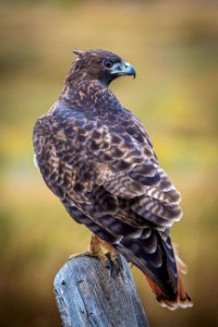 20190911-FS-PJK-01603 TONED