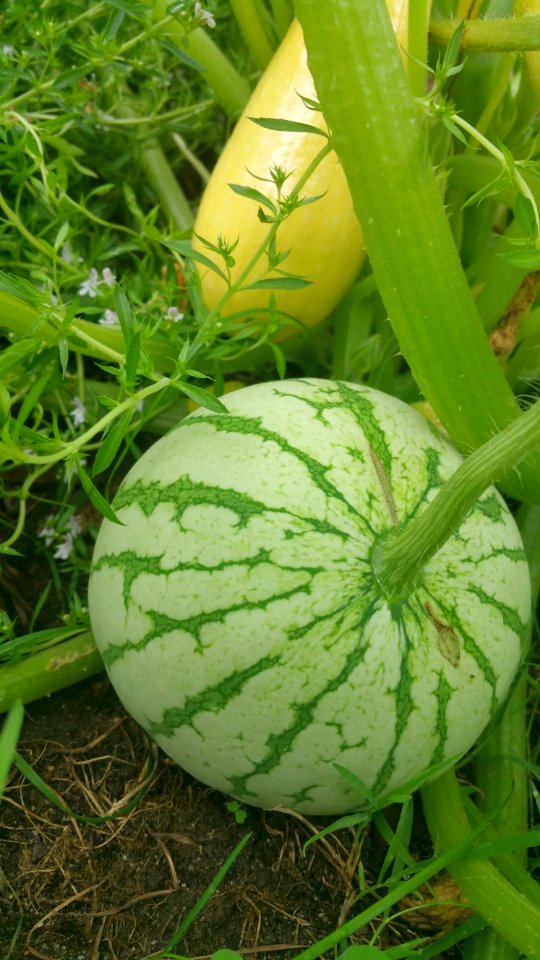 Early Moonbeam watermelon. Some of the little fruits disappeared. This one is hiding amidst the PMR Success squash and the winter savory