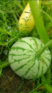Early Moonbeam watermelon. Some of the little fruits disappeared. This one is hiding amidst the PMR Success squash and the winter savory