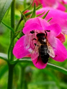 Bee in beardtongue (Penstemon 'Red Rocks')
