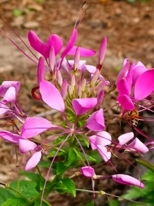 Cleome hybrid with visitors photo