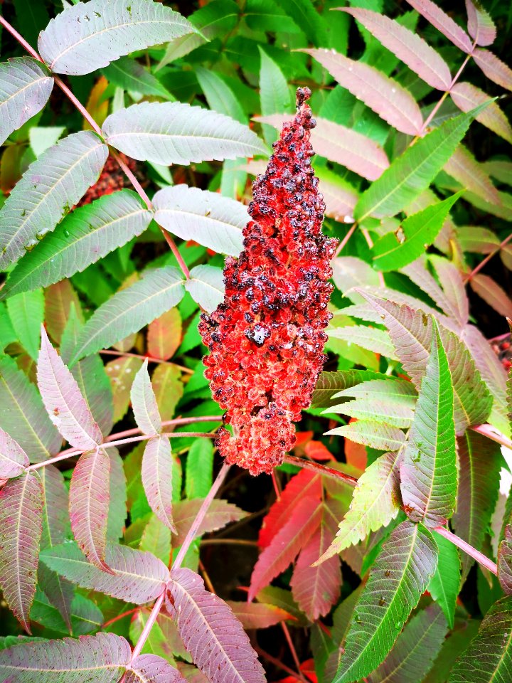 Staghorn sumac. Rhus typhina