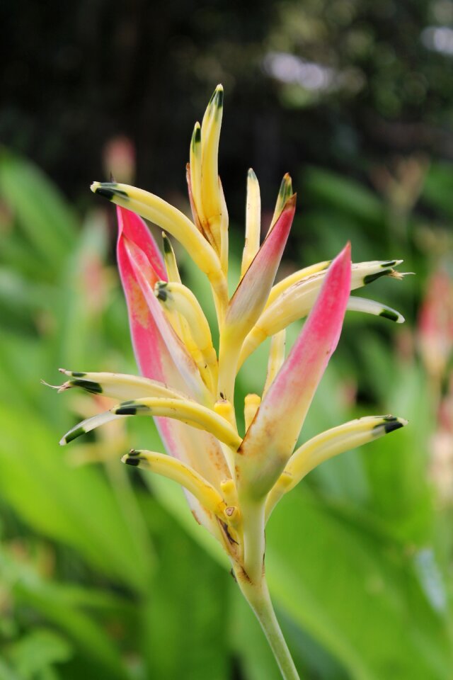 Pink ginger nature