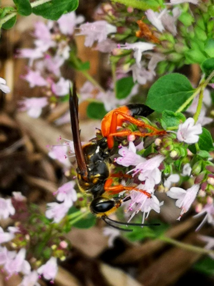 Great golden sand digger wasp (Sphex ichneumoneus) visiting oregano (Origanum vulgare)