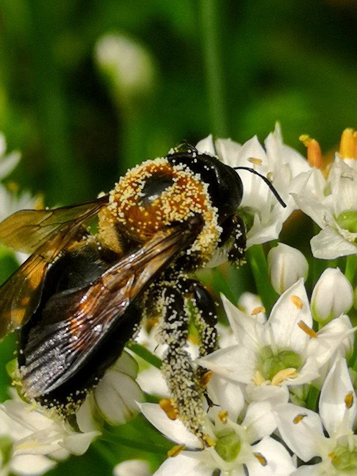 Carpenter bee Xylocopa virginica covered in pollen visiting flowers of garlic chives Allium tuberosum