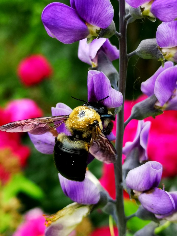 Bees visiting false indigo (Baptisia australis) flowers